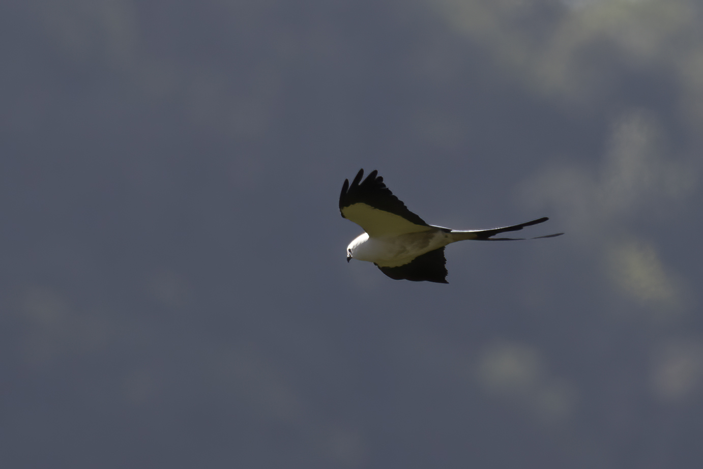 Swallow-tailed Kite